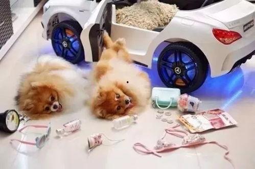 摔玩偶的爆料视频大全图片,趣味瞬间捕捉童年回忆  第3张